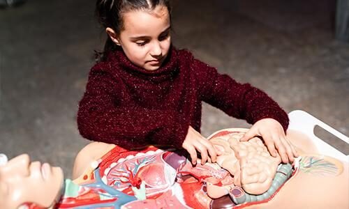 Basic Concept of organ